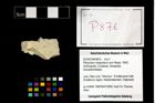 Foto (Objekt + Etikett) von Pithonoton marginatum (von Meyer, 1842)  (NHMW-GEO-2014-0194-0876)